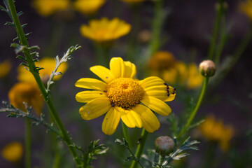Yellow daisy flower with ants on it closeup shot with blurred background