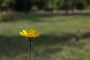 yellow daisy flower in the garden with lush green background