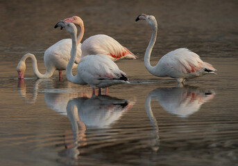 Greater Flamingos drinking water at Tubli bay in the morning, Bahrain