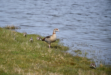 Nilgans mit Nachwuchs an einem See