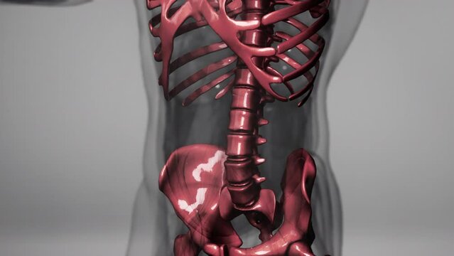3d rendered medical animation of a human bones
