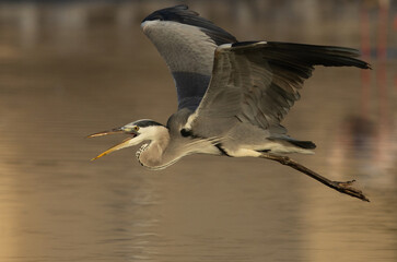closeup of a Grey Heron flying at Tubli bay, Bahrain