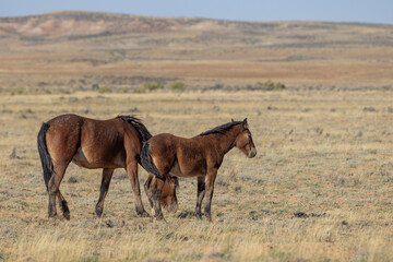 Wild Horse Mare and Foal in Autumn in the Wyoming Desert