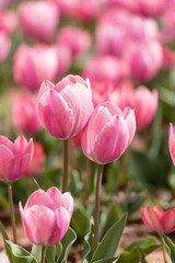 Beautiful tulips are blooming on the lawn of the park