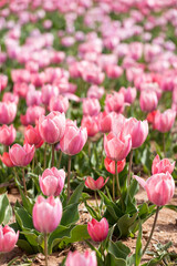 Beautiful tulips are blooming on the lawn of the park