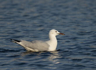 Fototapeta na wymiar Portrait of s Sender-billed seagull at Tubli bay, Bahrain