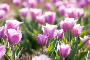 Beautiful tulips are blooming on the lawn of the park