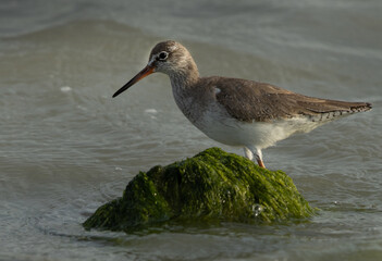 Portrait of a Common Redshank at Eker creek, Bahrain