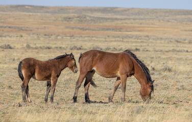 Wild Horse Mare and Foal in Autumn in the Wyoming Desert