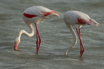 A pair of Greater Flamingos feeding at Eker creek in the morning, Bahrain