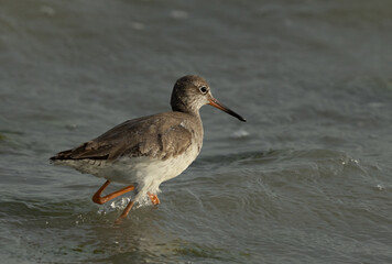 Common Redshank searching food at Eker creek, Bahrain