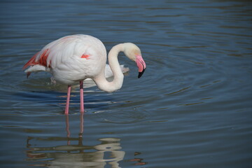 pink flamingo feeding with its feet in the water