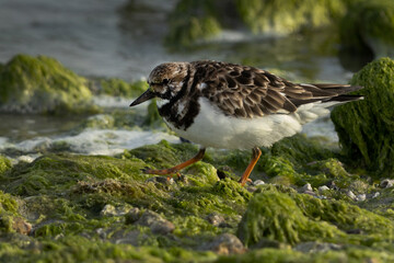 Ruddy Turnstone on green at Eker creek, Bahrain
