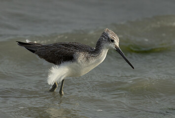 Common Greenshank feeding at Eker creek, Bahrain