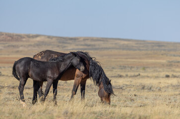 Wild Horse Mare and Foal in Autumn in the Wyoming Desert