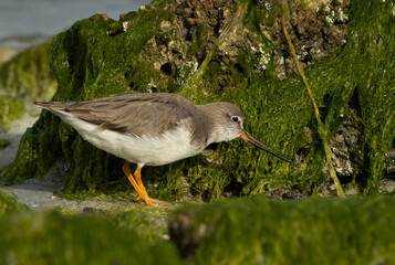 Terek sandpiper feeding at Eker coast of Bahrain