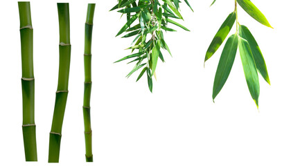 bamboo leaf and stem variants isolated on transparent background, overlay decoration texture template