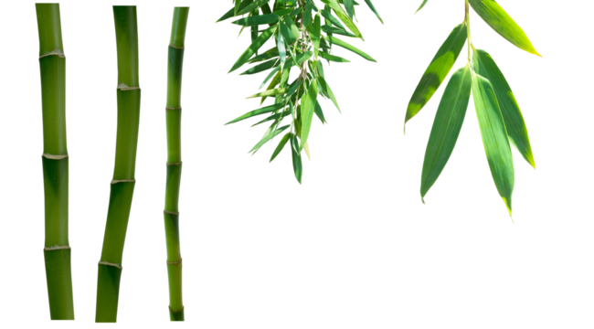 bamboo leaf and stem variants isolated on transparent background, overlay decoration texture template