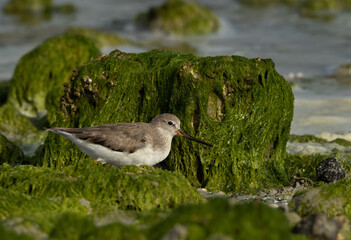 Terek sandpiper on geen at Eker creek of Bahrain