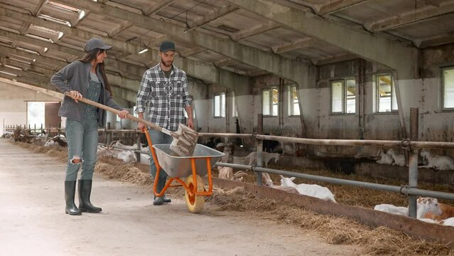 Cute Caucasian farmers working together in farm. Pretty woman with shovel raking up hay and throwing rubbish in wheelbarrow. Attractive man helping beautiful partner cleaning barn. Team work concept.