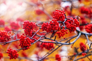 Rowan branch with bright red berries in sunny weather