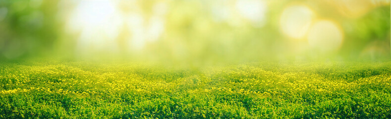 Beautiful background image of a forest glade on a spring morning. © Laura Pashkevich