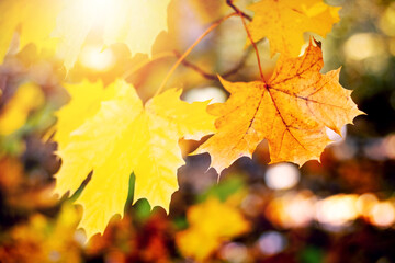 Close-up of yellow and orange maple leaves in the forest on a tree in sunny weather