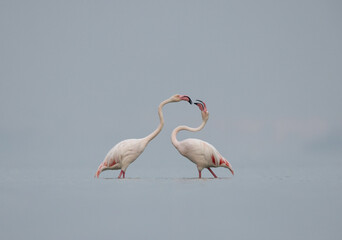 Fototapeta na wymiar A pair of Greater Flamingos territory dispute in the monring hours at Eker creek, Bahrain