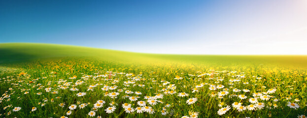 Summer landscape with meadow flowers daisies against the blue sky. Natural spring panorama.