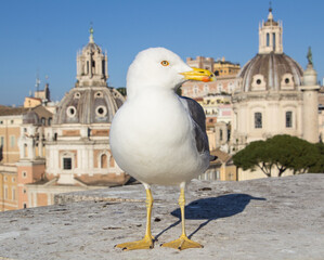 Portrait of a seagull looking to the left.