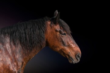 Elegant wild horse portrait on dark backround,