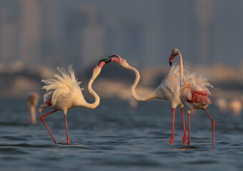 Greater Flamingos territory dispute in the monring hours at Eker creek, Bahrain