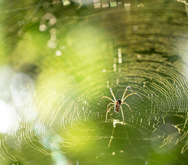 Colorful spider on dewy spiderweb in contrasting light