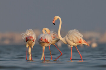 Greater Flamingos in the early morning golden light at Eker creek, Bahrain