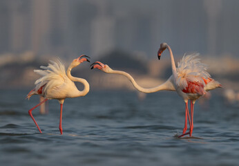 Greater Flamingos territory dispute in the monring hours at Eker creek, Bahrain