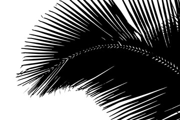 silhouette de palme noire, fond blanc 