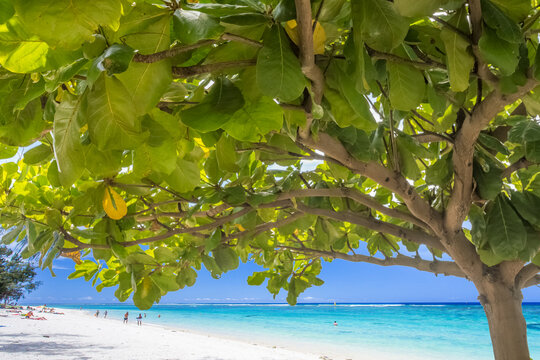 Lagon paradisiaque de l&rsquo;Hermitage sous badamier 