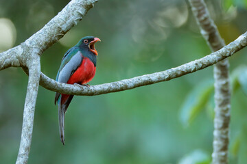 Slaty-tailed Trogon