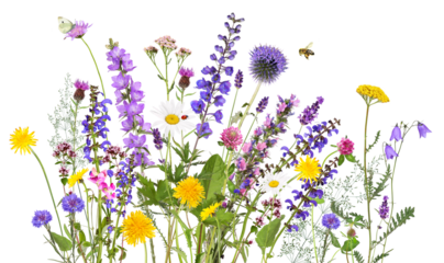 Colorful meadow and garden flowers with insects, transparent background	