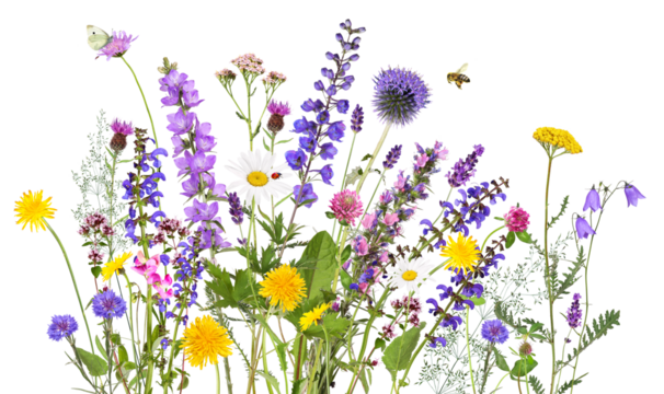 Colorful meadow and garden flowers with insects, transparent background	