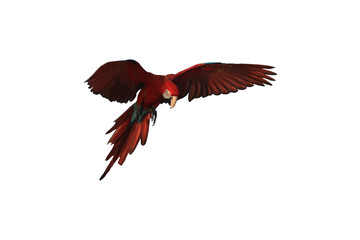 Obraz premium One macaw parrot is flying isolated on transparent background. 