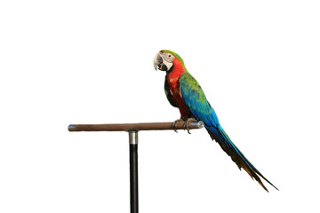 A macaw parrot standing on a perch, isolated on transparent background.