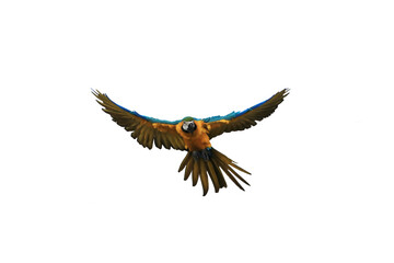 One macaw parrot is flying  isolated on transparent background.
