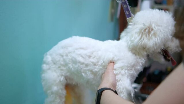 Dog grooming salon. A female groomer dries a white Bichon Frize dog with a hair dryer after bathing. grooming dog haircut