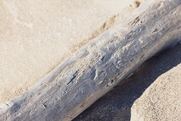 Formentera. Trockener Baumstamm im Sand.