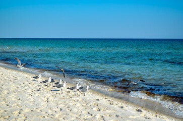 October Day at the Beach, Orange Beach, Alabama, Sand and Water Natural Patterns, Seagulls, Sea Oats, Seashells, Gulf of Mexico