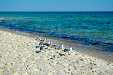 October Day at the Beach, Orange Beach, Alabama, Sand and Water Natural Patterns, Seagulls, Sea...