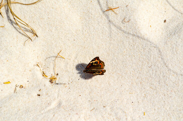 October Walk on the Beach, Orange Beach, Alabama - Butterfly on the Sand