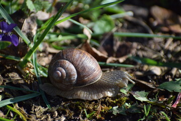snail in the forest 