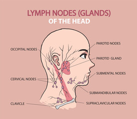 lymph nodes glands in head illustration
